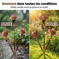 Tuteur de jardin Fleur d'Arum avec carillons à vent