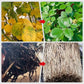 Solution Nutritive à Action Rapide pour Plantes