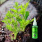 Solution Nutritive à Action Rapide pour Plantes