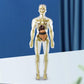 Modèle 3D de torse de corps humain pour enfants, modèle d'anatomie, squelette 🔥Achetez-en 2, livraison gratuite🔥