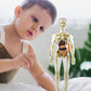 Modèle 3D de torse de corps humain pour enfants, modèle d'anatomie, squelette 🔥Achetez-en 2, livraison gratuite🔥