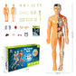 Modèle 3D de torse de corps humain pour enfants, modèle d'anatomie, squelette 🔥Achetez-en 2, livraison gratuite🔥