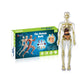 Modèle 3D de torse de corps humain pour enfants, modèle d'anatomie, squelette 🔥Achetez-en 2, livraison gratuite🔥