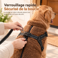 🐶 50 % DE RÉDUCTION ! 🧥 Manteau d'hiver pour chiens – Harnais intégré et bandes réfléchissantes ✨